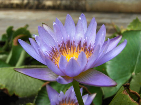 蓮の花 写真