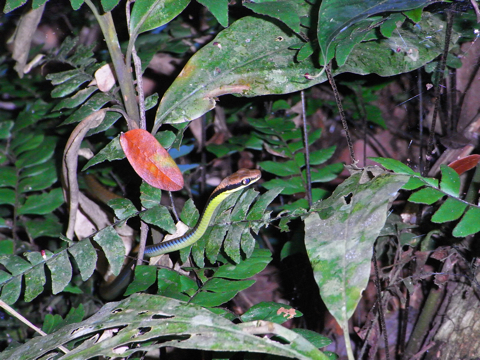 タマンヌガラにいた巨大ヘビ（嘘）の写真